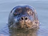 Spring Workshop 2015 008 : Animal, California, Elkhorn Slough, Harbor Seal, LOCATION, LOCATION & SUBJECT KEYWORDS, Monterey Bay, North America, SUBJECT, USA